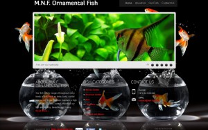 M.N.F. Ornamental Fish. אתר תדמית באנגלית עבור חוות גידול דגים. מבוסס תמונות בעיקר, נועד להציג את סוגי הדגים שיש בחוות הגידול.   <b> &raquo; </b><a target='_blank' href='https://www.mnf-fish.com'>www.mnf-fish.com</a>.